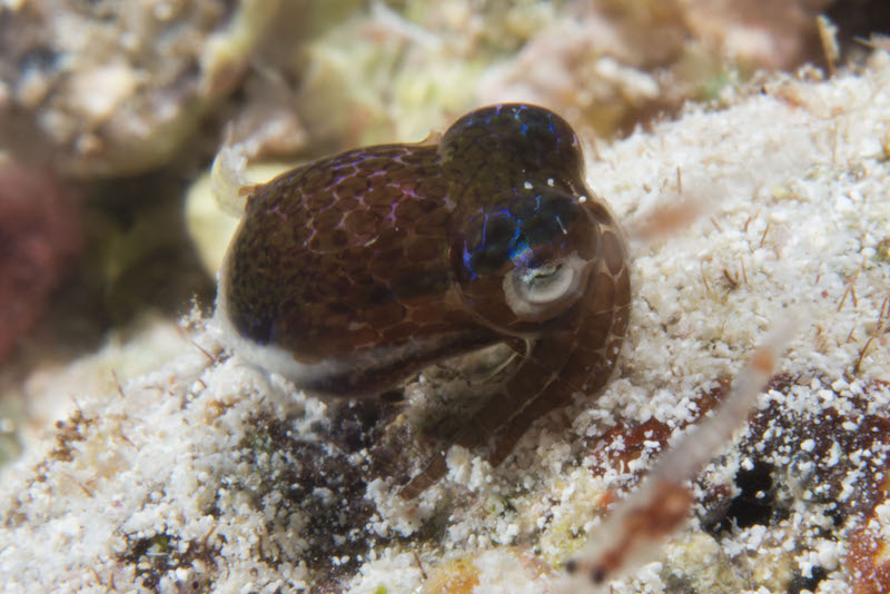 Bobtail squid.