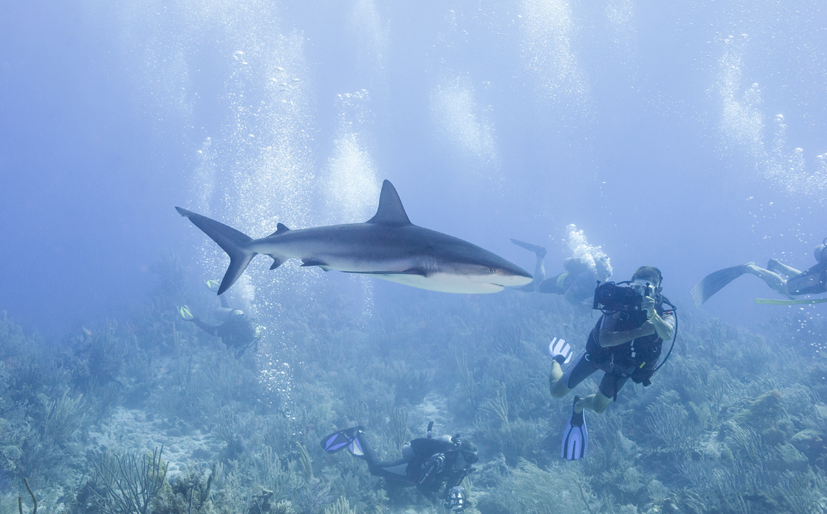 diving with grey reef sharks