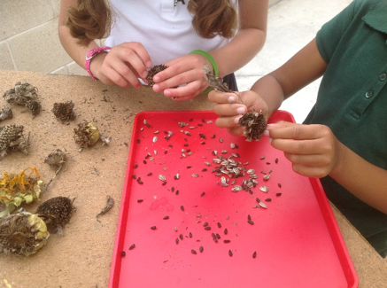 Observing and sorting seeds.