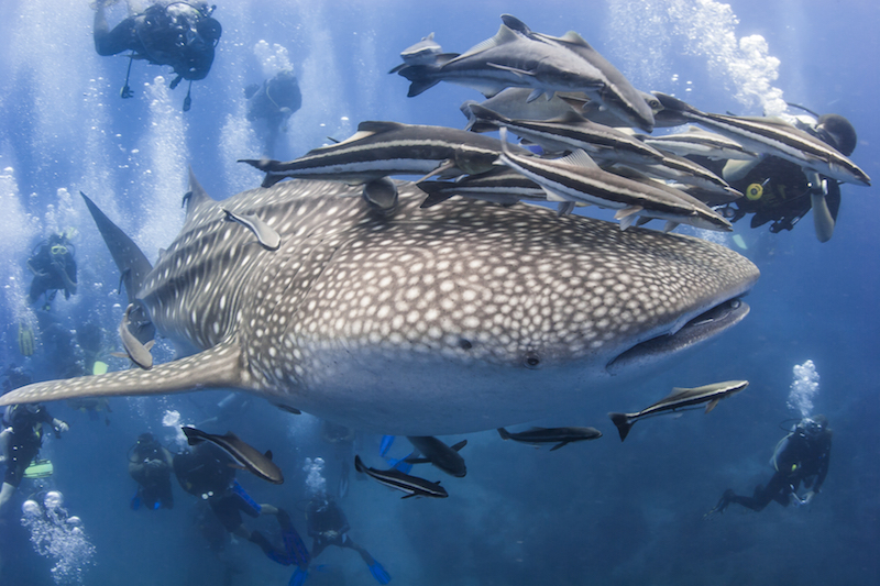 Whale shark and divers.